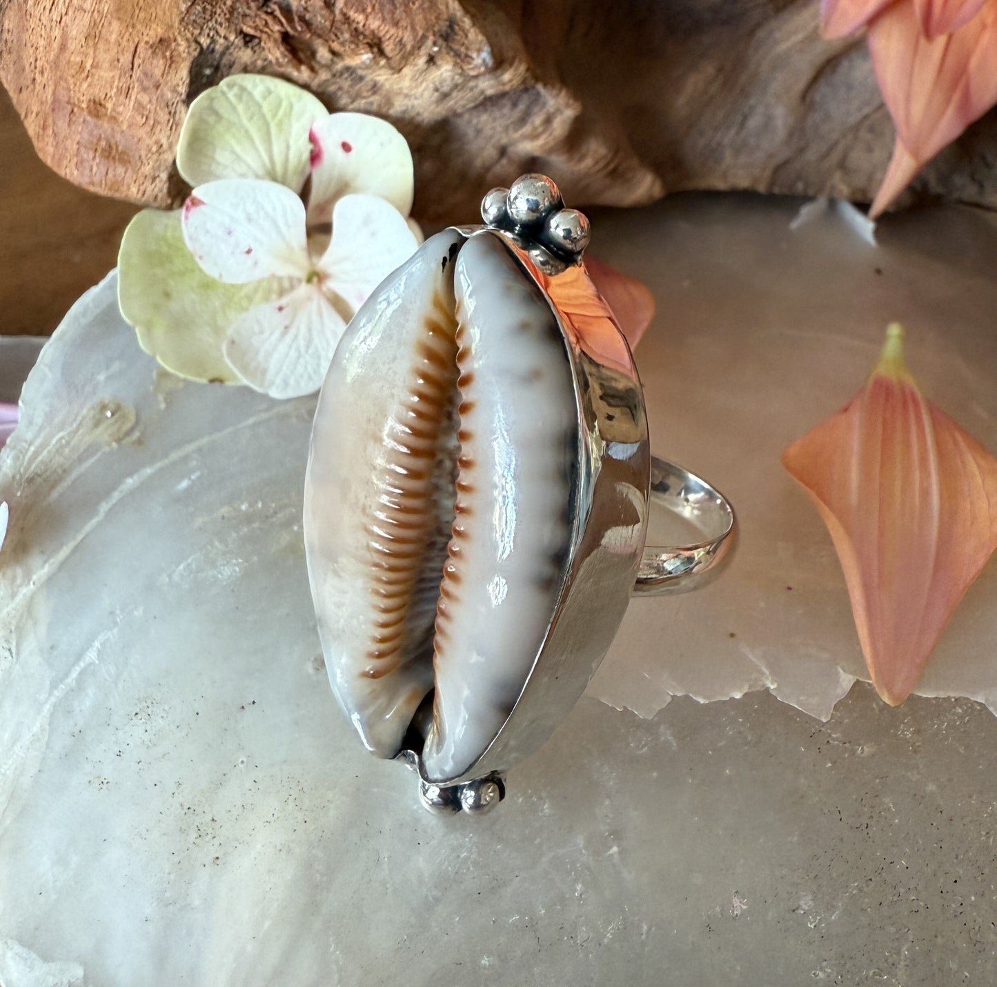Ring cowrie schelp