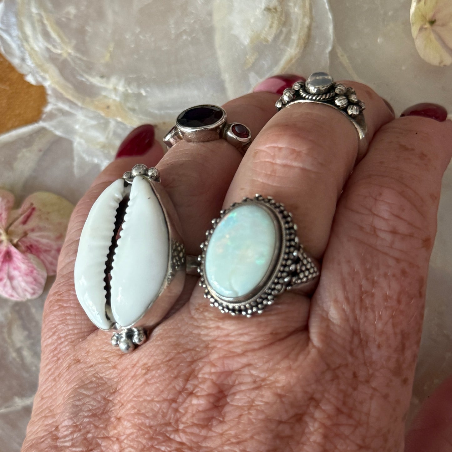 Ring cowrie schelp wit