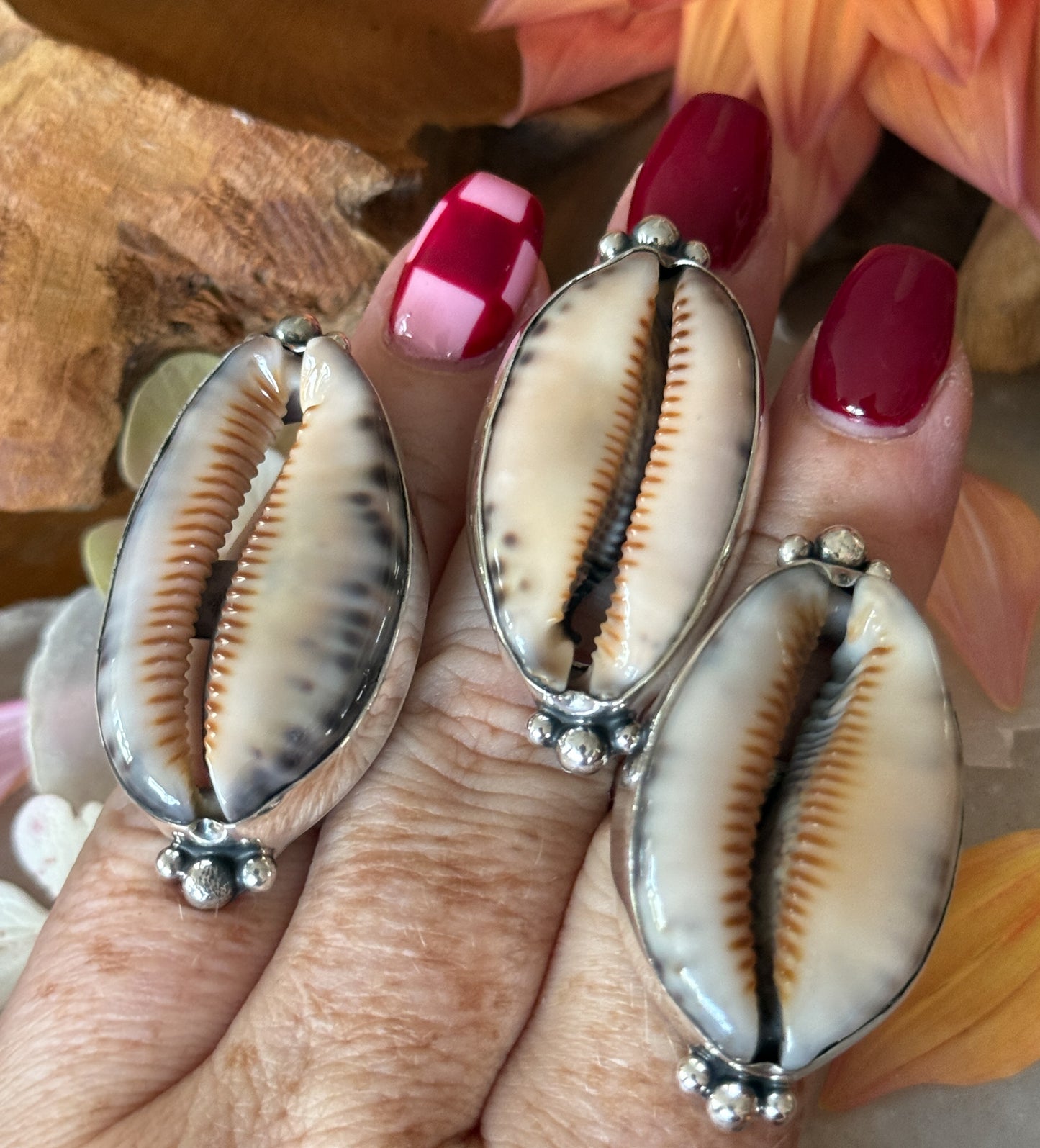 Ring cowrie schelp