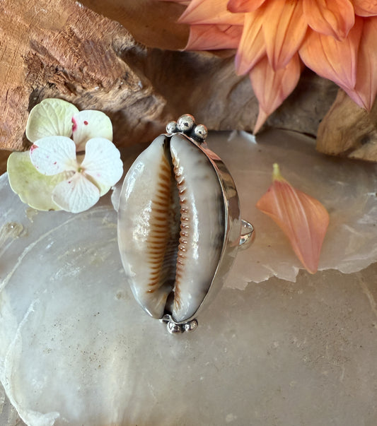 Ring cowrie schelp