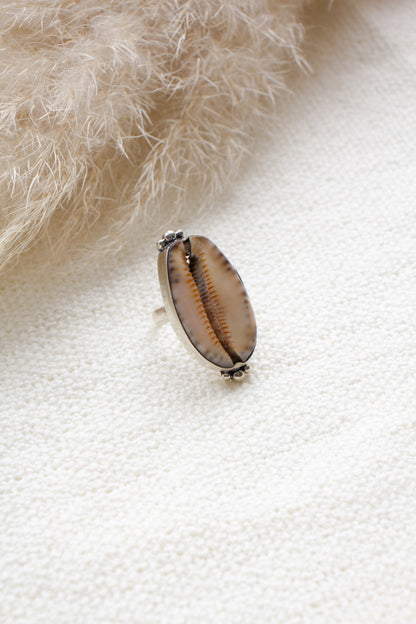Ring cowrie shell