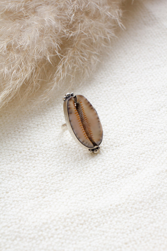 Ring cowrie schelp