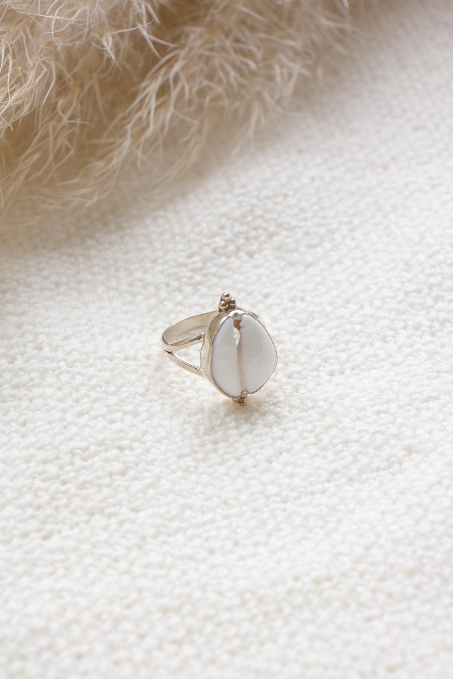 Ring Cowrie Schelp Isla